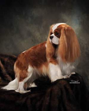 GCH Redbud Eletra Glide In Blue